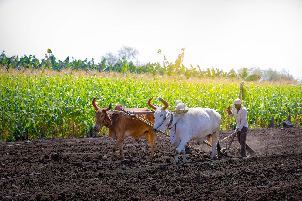 Why certified organic foods are generally more expensive than their conventional counterparts?